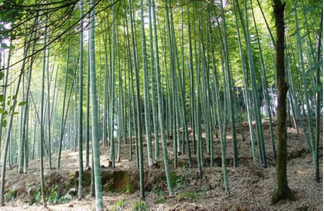 泸州市超额完成生态保护修复目标任务(图2)