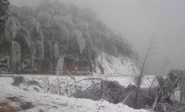 合江福宝护林员王熙：八百万步平凡之路，守护一方青山乐土(图3)