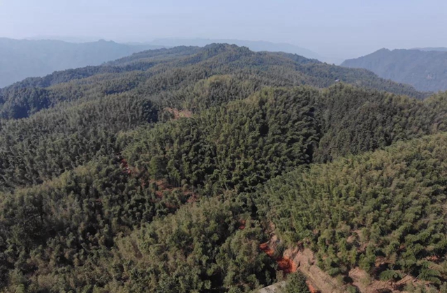合江福宝护林员王熙：八百万步平凡之路，守护一方青山乐土(图5)