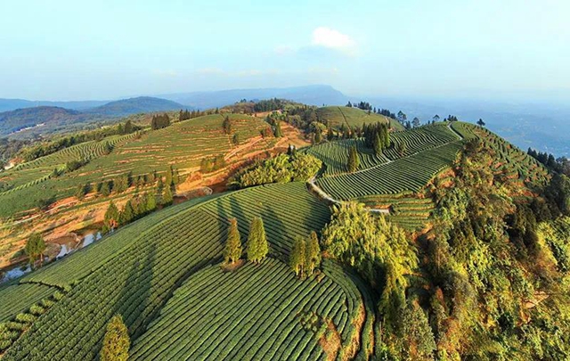 纳溪如何种出“百亿”“特早茶”？(图1)