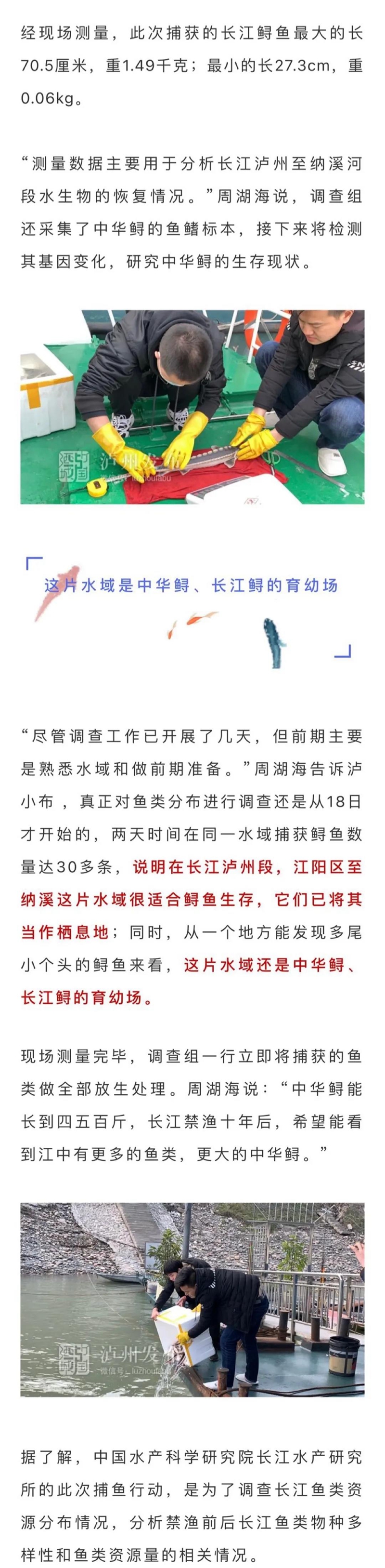 长江生态逐步向好，国家一级保护动物长江鲟、中华鲟在泸州扎堆出现(图3)