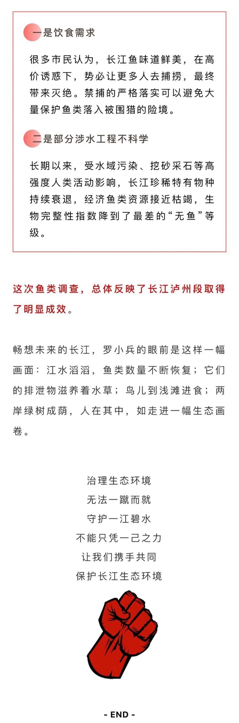长江生态逐步向好，国家一级保护动物长江鲟、中华鲟在泸州扎堆出现(图5)