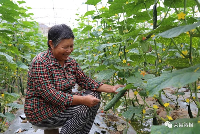 “蔬菜精神”——自贡这个村靠它实现脱贫致富!(图2) “蔬菜精神”——自贡这个村靠它实现脱贫致富!(图2)