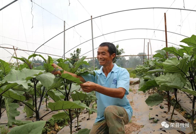 “蔬菜精神”——自贡这个村靠它实现脱贫致富!(图3) “蔬菜精神”——自贡这个村靠它实现脱贫致富!(图3)