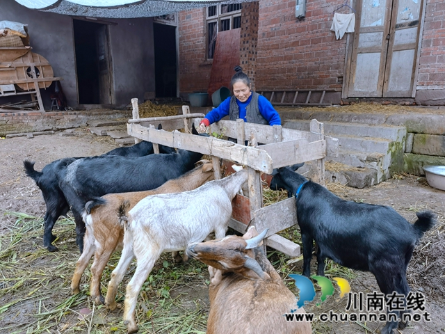 泸县立石镇：勤劳可致富，双手谋幸福(图1)