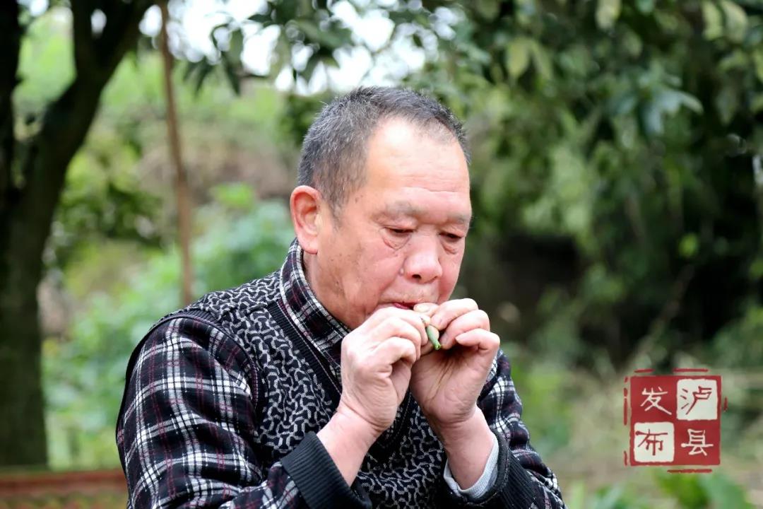 泸州有种土乐器名叫“花号”，不知您见过没？(图11)