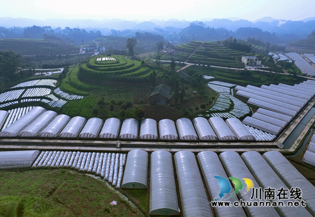 纳溪区乡贤刘华强:扎根乡村,助农发展(图1) 纳溪区乡贤刘华强:扎根乡村,助农发展(图1)