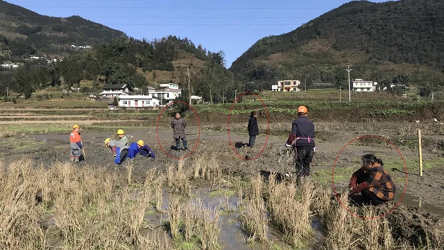 影响祖坟风水？叙永大姐蹲田坎、抢设备阻挡施工！(图1)
