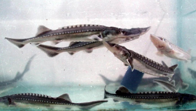 保护长江珍稀特有鱼类,宜宾这对父子“痴“情专注28年!(图1) 保护长江珍稀特有鱼类,宜宾这对父子“痴“情专注28年!(图1)