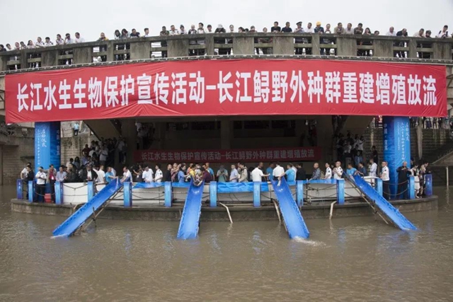 保护长江珍稀特有鱼类,宜宾这对父子“痴“情专注28年!(图2) 保护长江珍稀特有鱼类,宜宾这对父子“痴“情专注28年!(图2)