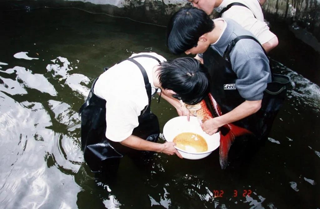 保护长江珍稀特有鱼类,宜宾这对父子“痴“情专注28年!(图4) 保护长江珍稀特有鱼类,宜宾这对父子“痴“情专注28年!(图4)