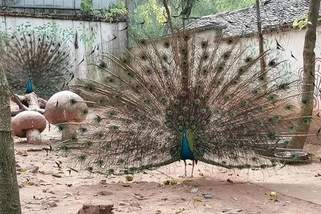 免费WIFI全园区覆盖！自贡动物园改造升级完成，TA们也有福利哦！(图4)