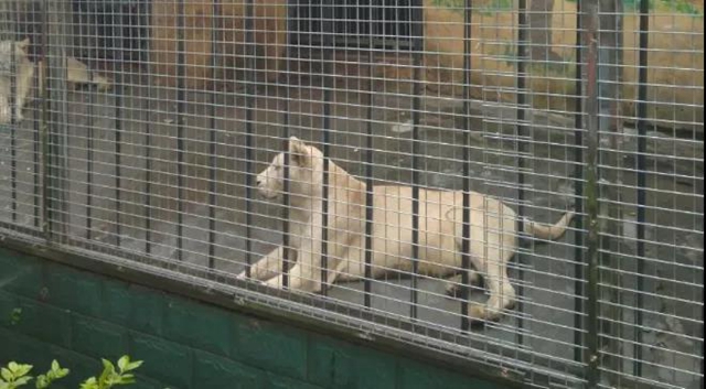 免费WIFI全园区覆盖！自贡动物园改造升级完成，TA们也有福利哦！(图6)