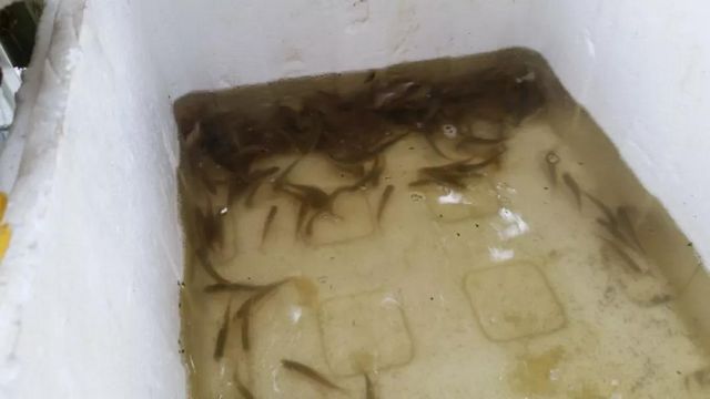 网店销售野生鱼？泸州市监立即行动！(图4)