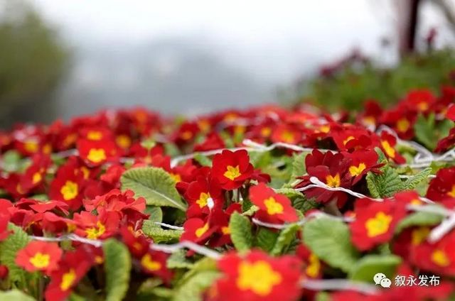 年味渐浓丨大红灯笼高高挂，今年春节叙永有点靓(图6)