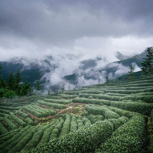 2月5日开采！宜宾早茶又要上新了！(图1)