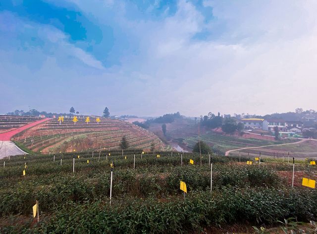 2月5日开采！宜宾早茶又要上新了！(图2)