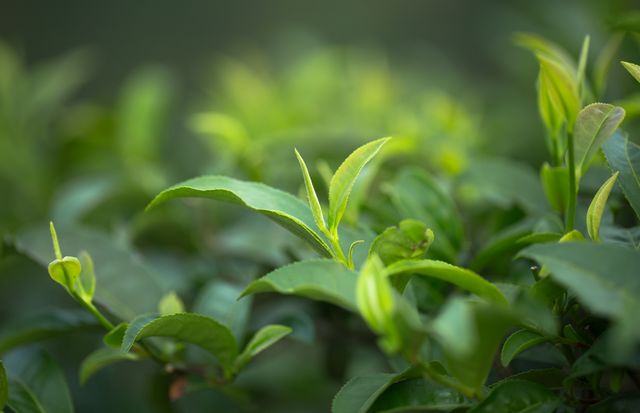 2月5日开采！宜宾早茶又要上新了！(图4)