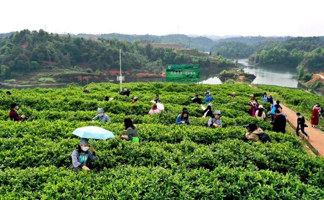 2月5日开采！宜宾早茶又要上新了！(图9)