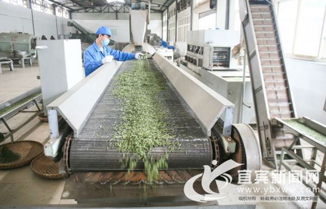 第十四届中国•宜宾早茶节开园采摘活动明日举行(图2)