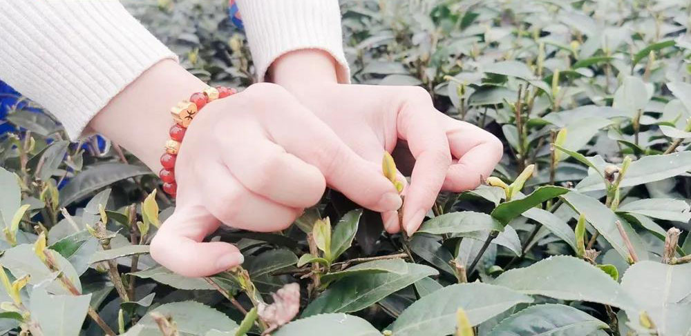 宜宾早茶节(图7)