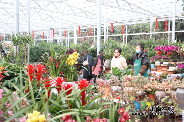 龙马潭：“年宵花”扮靓家，热闹喜庆迎新年(图2)