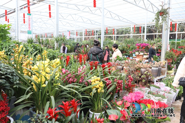 龙马潭：“年宵花”扮靓家，热闹喜庆迎新年(图5)
