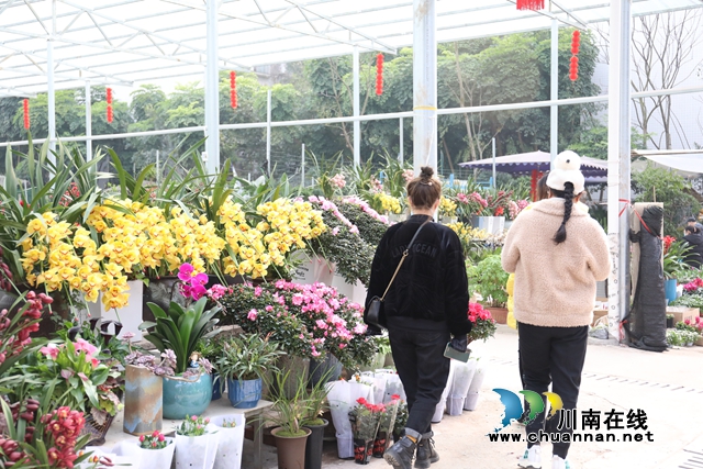 龙马潭：“年宵花”扮靓家，热闹喜庆迎新年(图6)