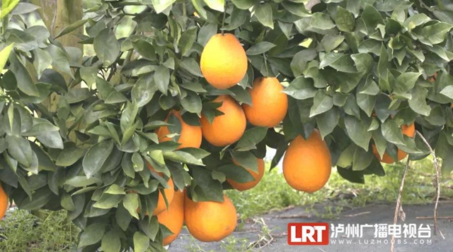 鸡鸣三省大桥通车一年，当地人生活发生了哪些变化？(图8)