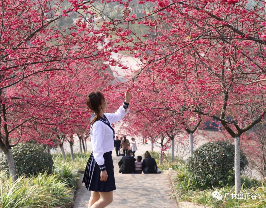 开园啦！丹林樱花谷今日开园(图6)