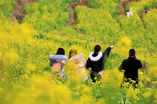 提醒！假期余额不足！去宜宾这些地方游玩还来得及！赏花、观展、踏青……(图13)