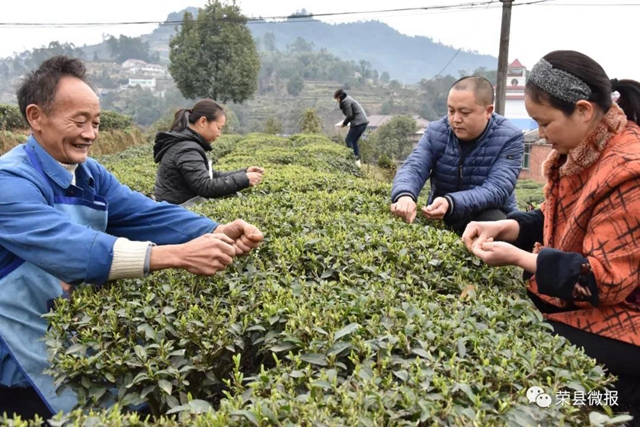 早春礼物｜春茶独芽飚至每斤110元，荣县茶农喜滋滋