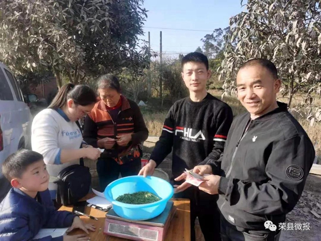 早春礼物｜春茶独芽飚至每斤110元，荣县茶农喜滋滋(图4)