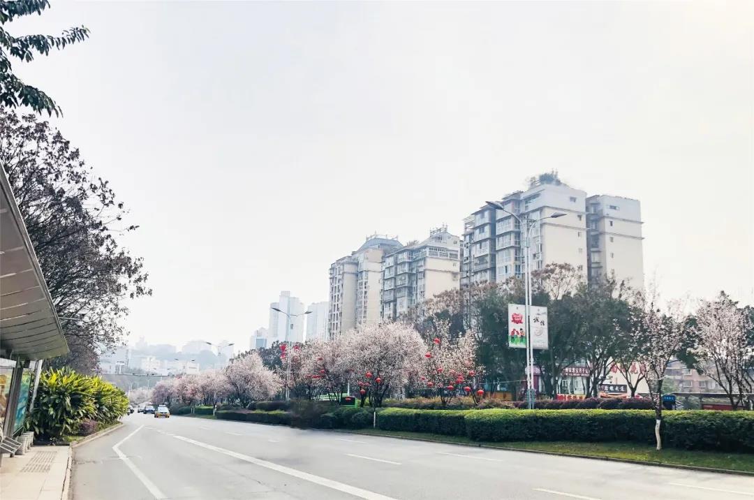泸州这些花正在盛开，春光正好快出去赏花吧(图7)