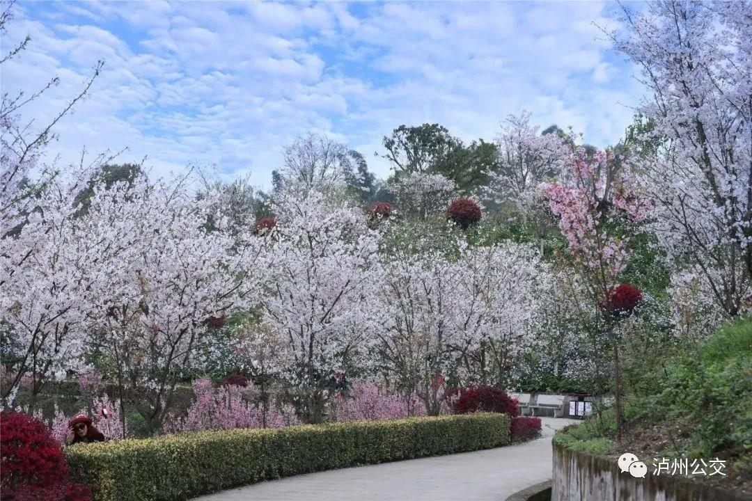 泸州公交最全踏青线路，带你收集春光里的小欢喜(图2)