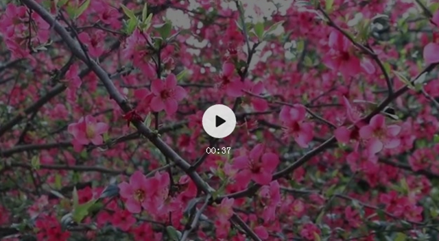 怒放！内江城区的海棠花正盛开(图1)