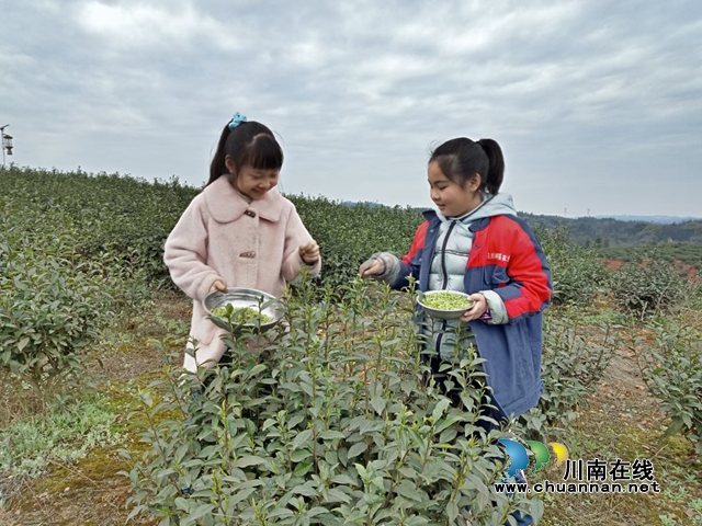 山美水美茶更美！走进春天的纳溪桃花岛(图1)