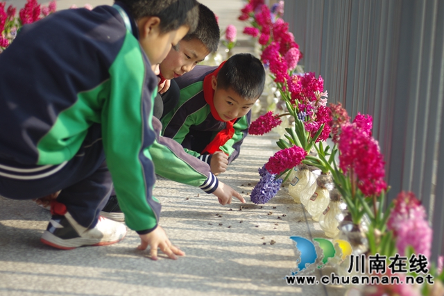 赏花 +采摘　泸县城东小学成了春天里的乐园(图1)