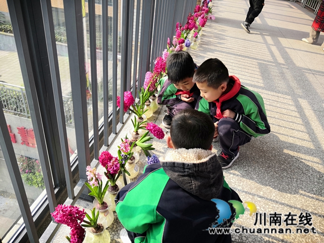 赏花 +采摘　泸县城东小学成了春天里的乐园(图4)