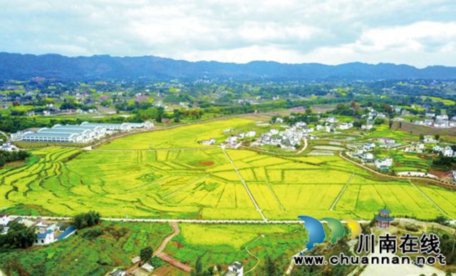 泸州市推进乡村振兴系列报道（二）：产业兴旺美如画(图2)