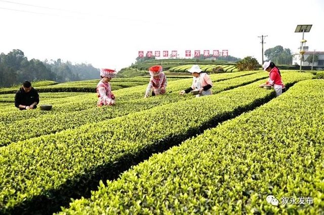 叙永茶山春色美，春茶采摘正当时！(图1)