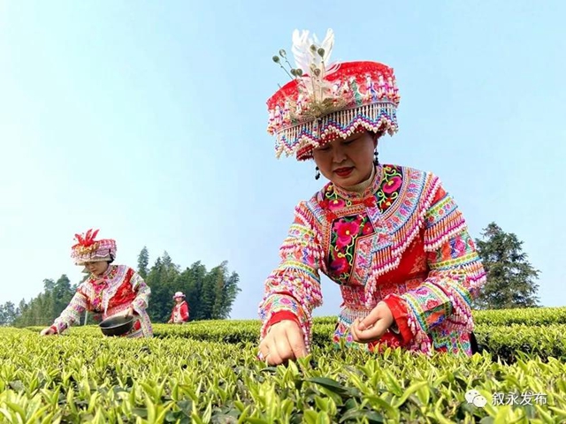 叙永茶山春色美，春茶采摘正当时！(图3)