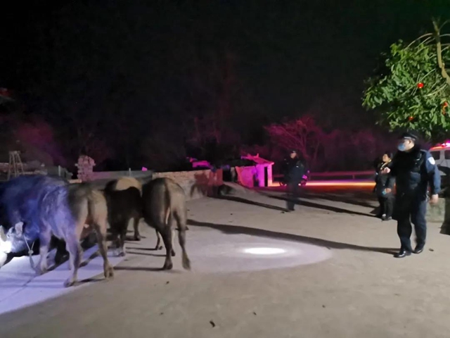 还在吃火锅嗨歌，突然闯进8头牛！宜宾这家人被吓惨了……