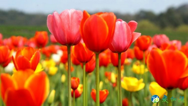 纳溪：看！这么“牛”的花“犇”您而来！(图7)