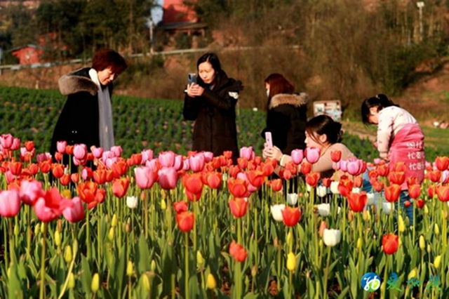 纳溪：看！这么“牛”的花“犇”您而来！(图3)