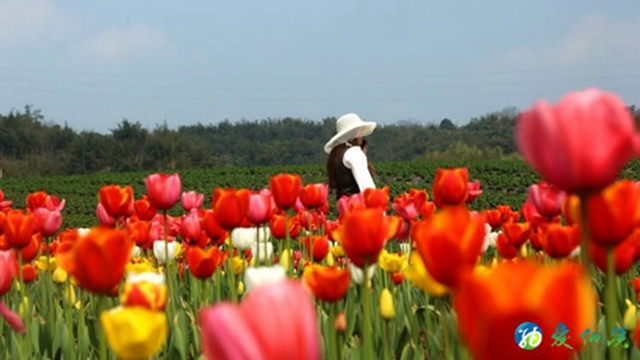 纳溪：看！这么“牛”的花“犇”您而来！(图4)