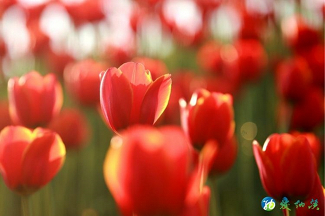纳溪：看！这么“牛”的花“犇”您而来！(图6)