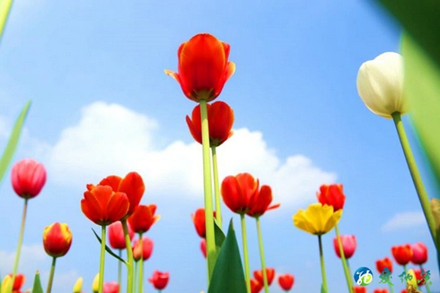 纳溪：看！这么“牛”的花“犇”您而来！(图8)