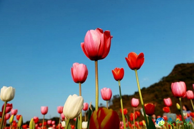 纳溪：看！这么“牛”的花“犇”您而来！(图9)