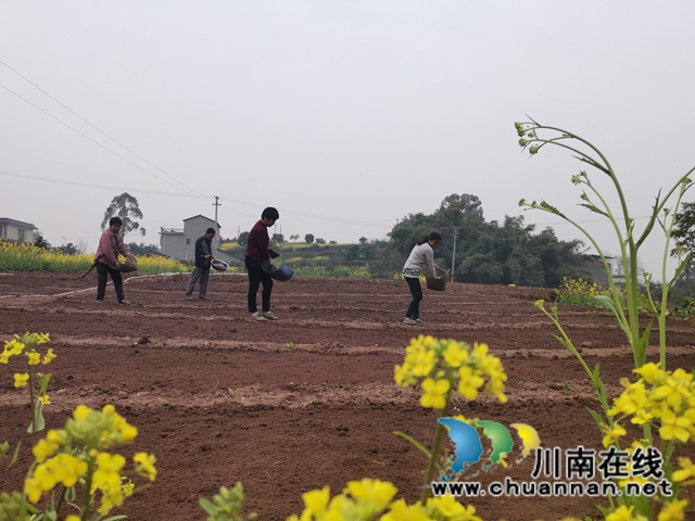 泸县：推广良种良法，提高春耕保含金量(图4)